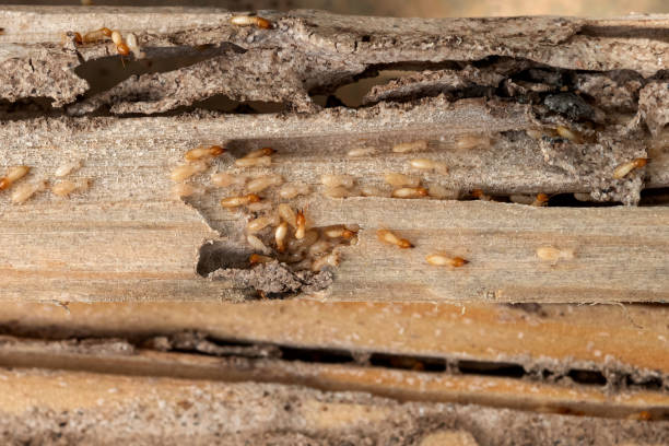 Best Bed Bug Extermination  in Cattaraugus, NY
